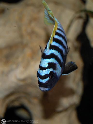 Cynotilapia zebroides Jalo Reef (Photo de Bal50)