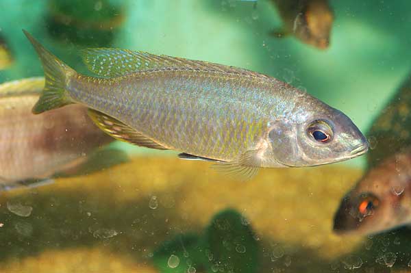 nyassachromis_yellow_fin_it.jpg