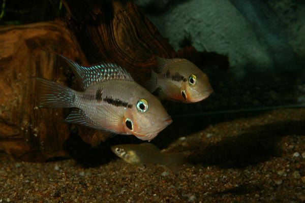 Thorichthys-meeki--Rio-Miso.jpg