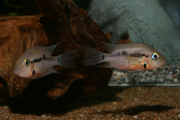 1Thorichthys-meeki--Rio-Mis.jpg