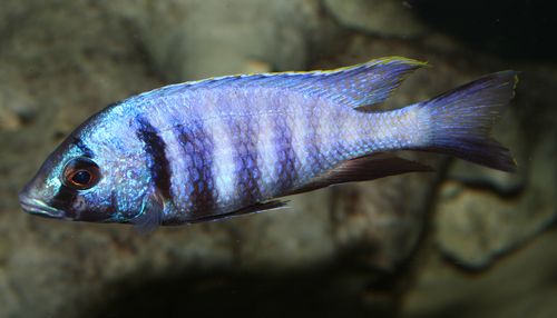 Placidochromis electra.jpg