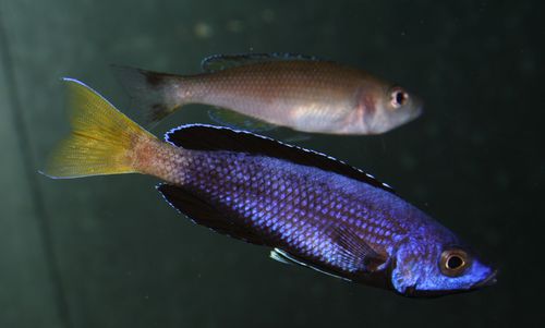 Cyprichromis sp. jumbo brillant couple.jpg
