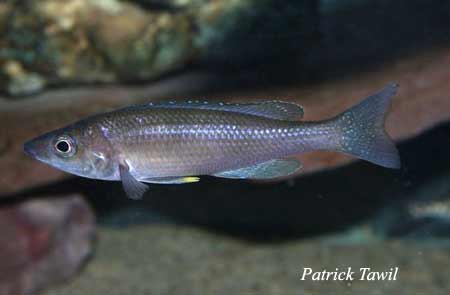 femelle leptosoma Karilani