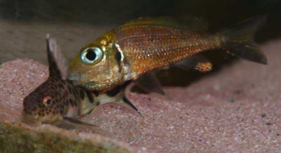 un synodontis mutlipunctatus qui espérait un peu de caviar de Callochromis... il n'a rien eu...