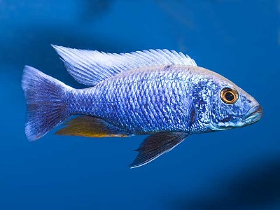 Sciaenochromis fryeri IcebergCRW_5339$5B1$5D.jpg