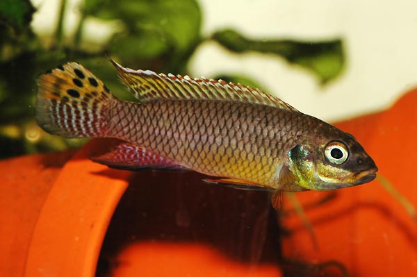 Pelvicachromis taeniatus Moliwe mâle sauvage