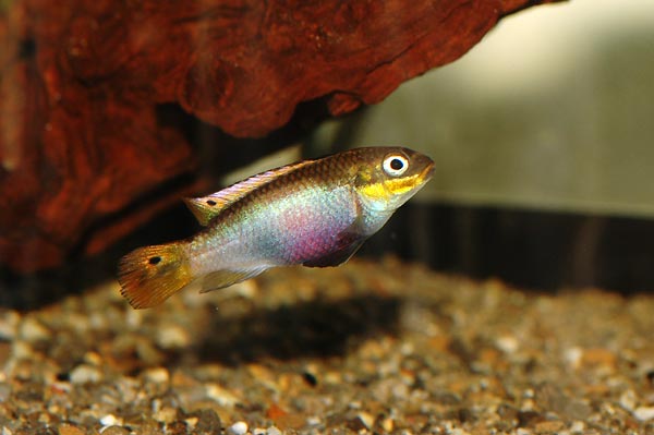 Pelvicachromis taeniatus Moliwe femelle sauvage