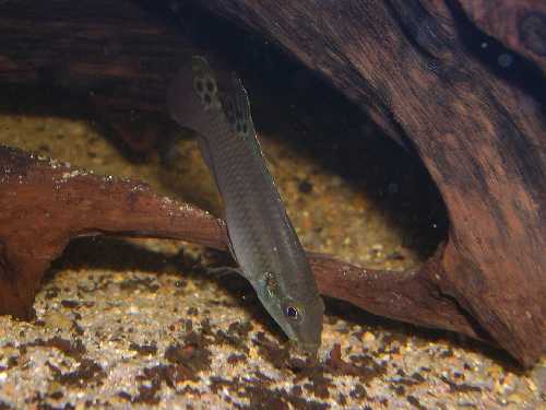 Pelvicachromis &quot;blue fin&quot;  mâle