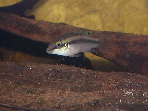 Pelvicachromis sp &quot;blue fin&quot; femelle