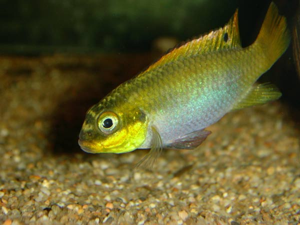 Pelvicachromis taeniatus Niete.jpg