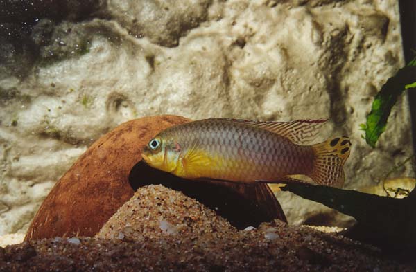 pelvicachromis taeniatus Kienke.jpg