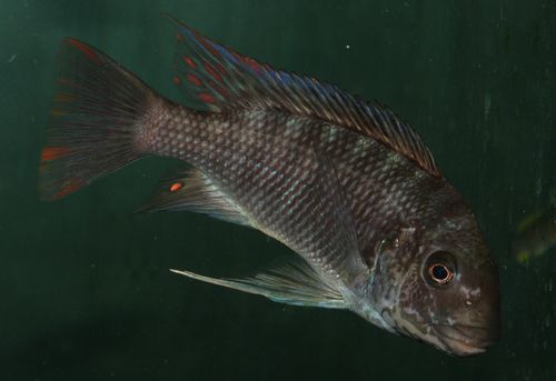 P. sp. polyodon Texas Ubwari.jpg