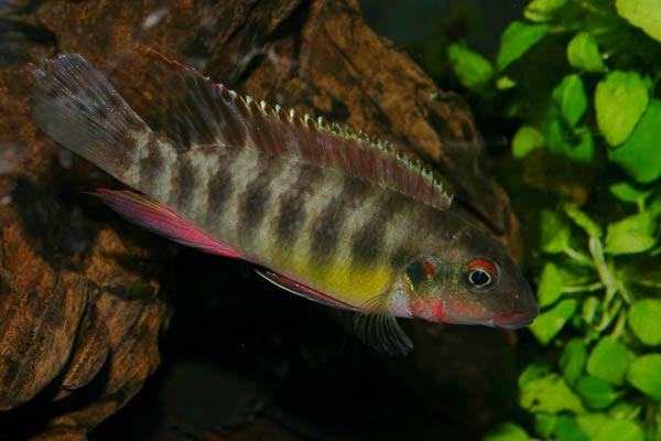 Pelvicachromis humilis Dinkaya (2).jpg