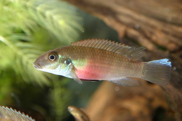 Pelvicachromis humilis Liberia red.jpg