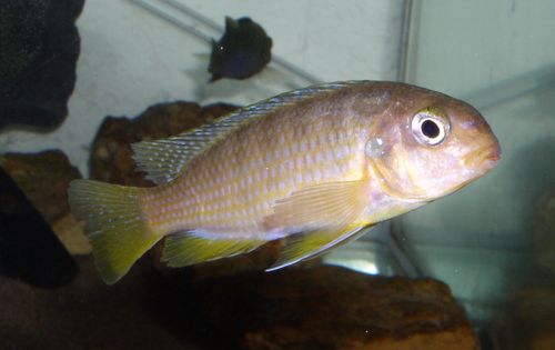 T. macrophtalmus Kirondo F.jpg