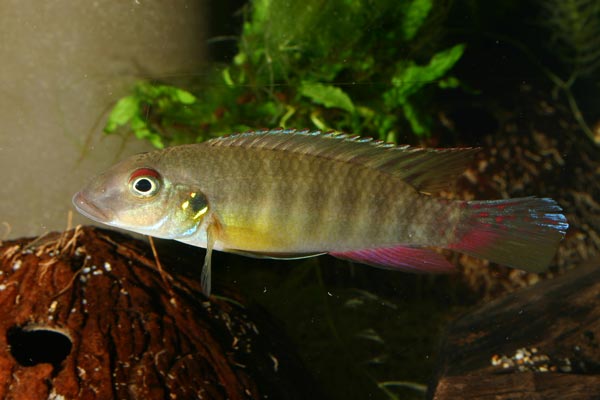 Pelvicachromis humilis Liberia red