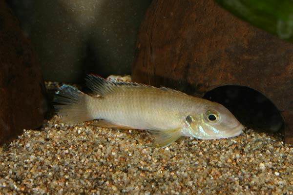 Pelvicachromis signatus.jpg