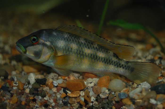 ortochromis.jpg