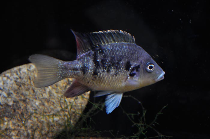 ptycochromis.oli.jpg