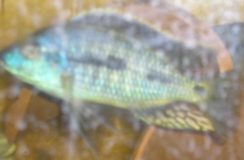 proto similis 1.jpg