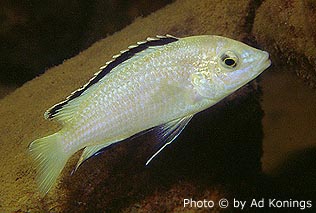 Labidochromis caeruleus2.jpg