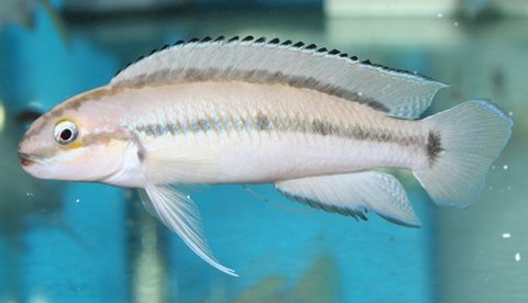 Telmatochromis vittatus Tanzanie.jpg