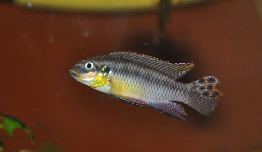 Pelvicachromis Taeniatus Moliwe male lite.jpg