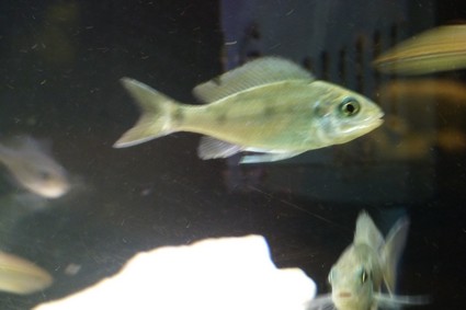 ophtalmotilapia 013.JPG