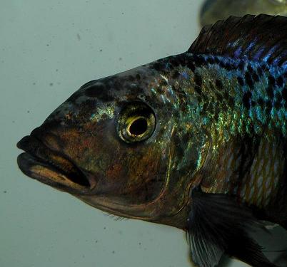 Fossorochromis_ rostratus_maschio1.JPG