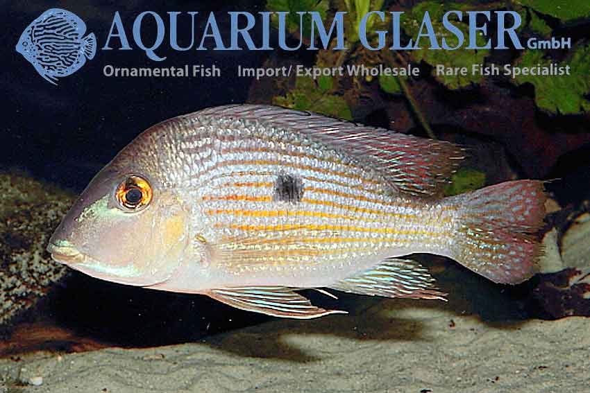 geophagus-sp-gurupi-ad2.jpg