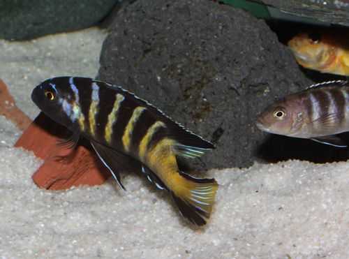 P.Tawil P. sp. elongatus chailosi.JPG