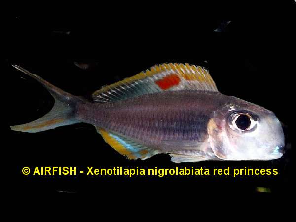 Xenotilapia nigrolabiata red princess.jpg