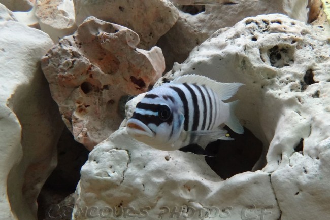 zebra-chilumba-b.jpg