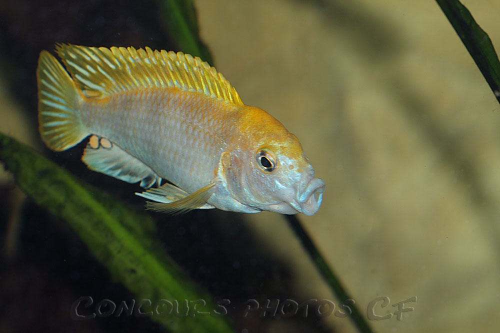 labidochromis_sp_perlmutt.1.jpg