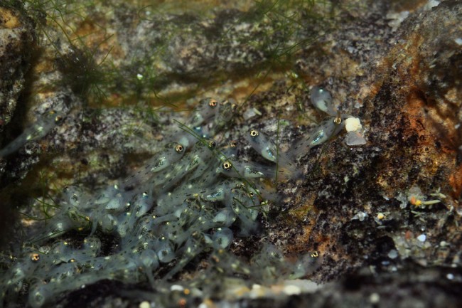 Paleolamprologus toae (alevins de 5 jours, 3/4 mm)