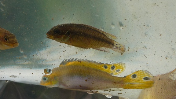 femelle pelvicachromis taeniatus moliwe