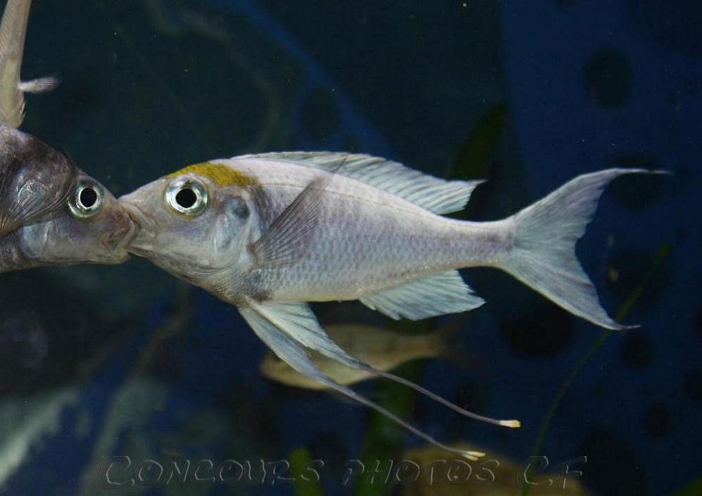 Ophtalmotilapia-ventralis-a.jpg