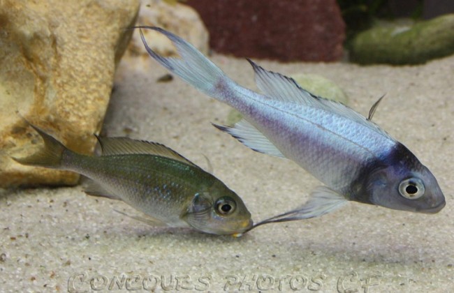 Ophtalmotilapia-ventralis-c.jpg