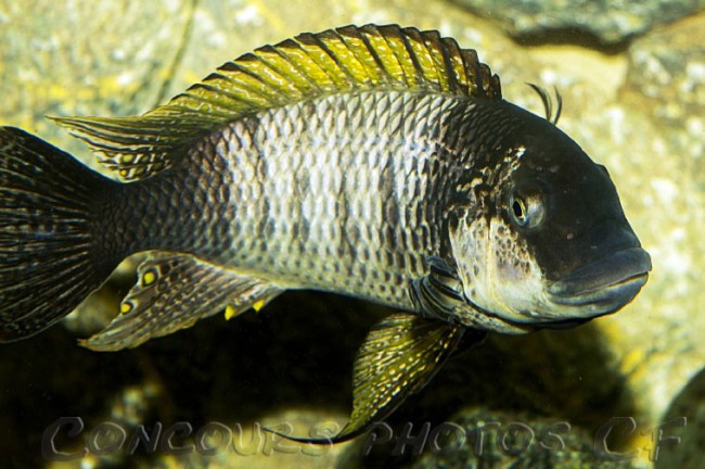 petrochromis-famula.jpg