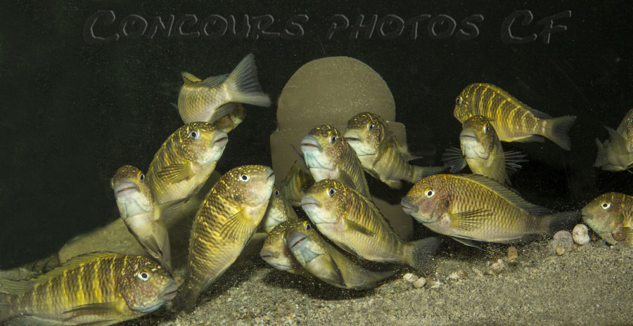 tropheus-murago.jpg