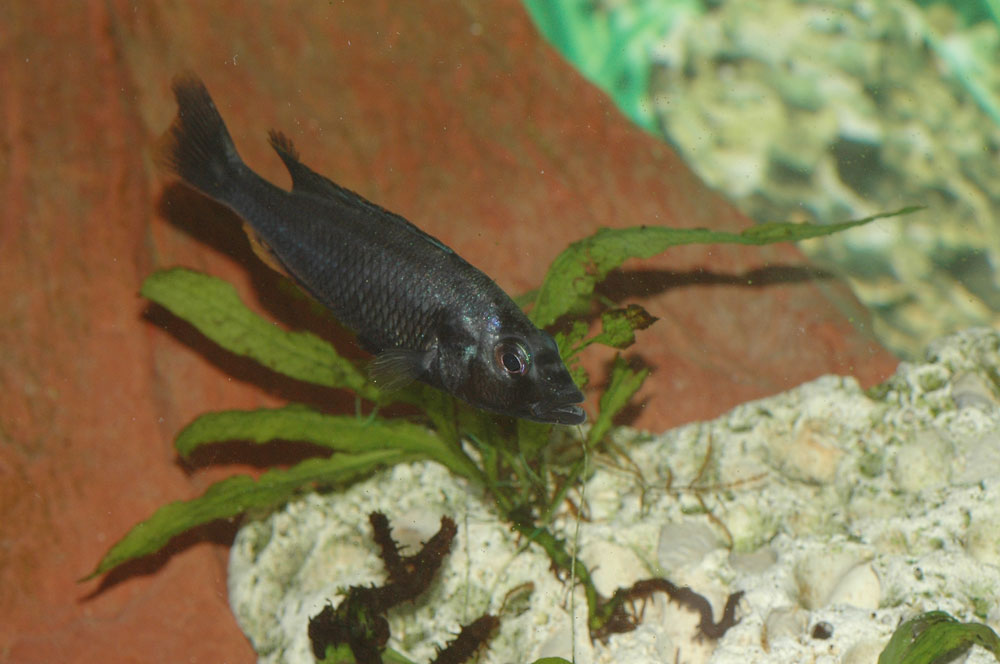 Haplochromis-thereuterion-c.1.jpg