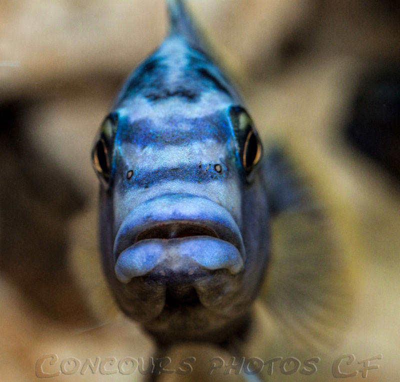 melanochromis-kaskazini.jpg