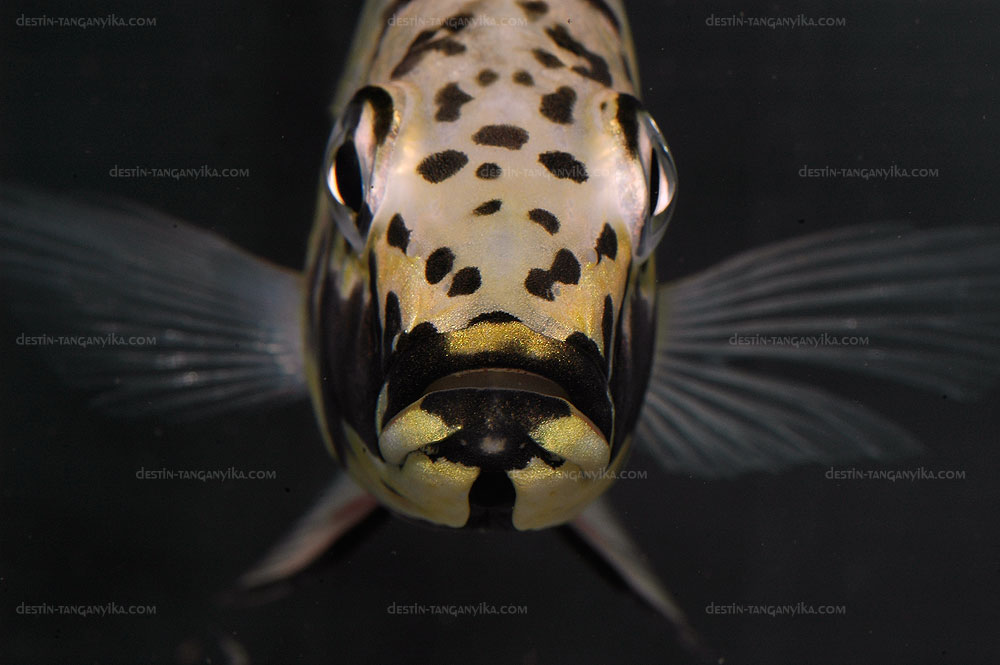 ctenochromis-portrait-a.1.jpg