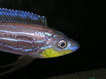 Benthochromis tricoti Msalaba1.jpg