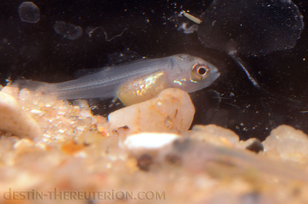 haplochromis-thereuterion-a.1.jpg