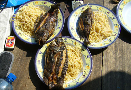 Un des premiers repas, Petrochromis et spaghettis...
