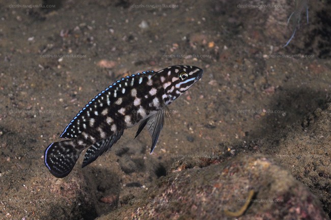 Julidochromis marlieri à Muzi.