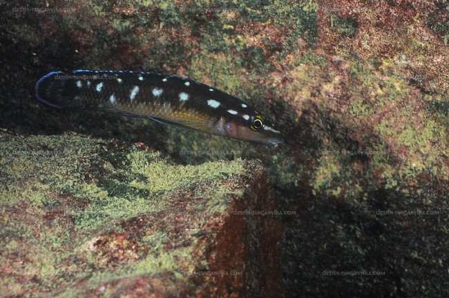 Julidochromis transcriptus à Muzi.