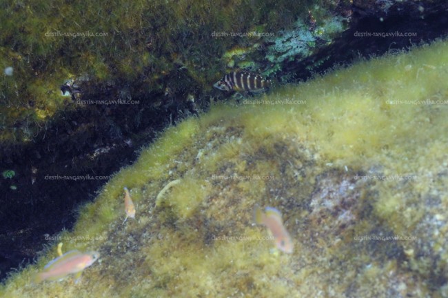 Altolamprologus compressiceps (juvénile) sur nid de Variabilichromis moorii à Molwe.