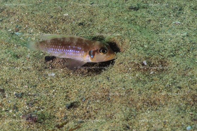 exLamprologus ocellatus (baie de Kipili)